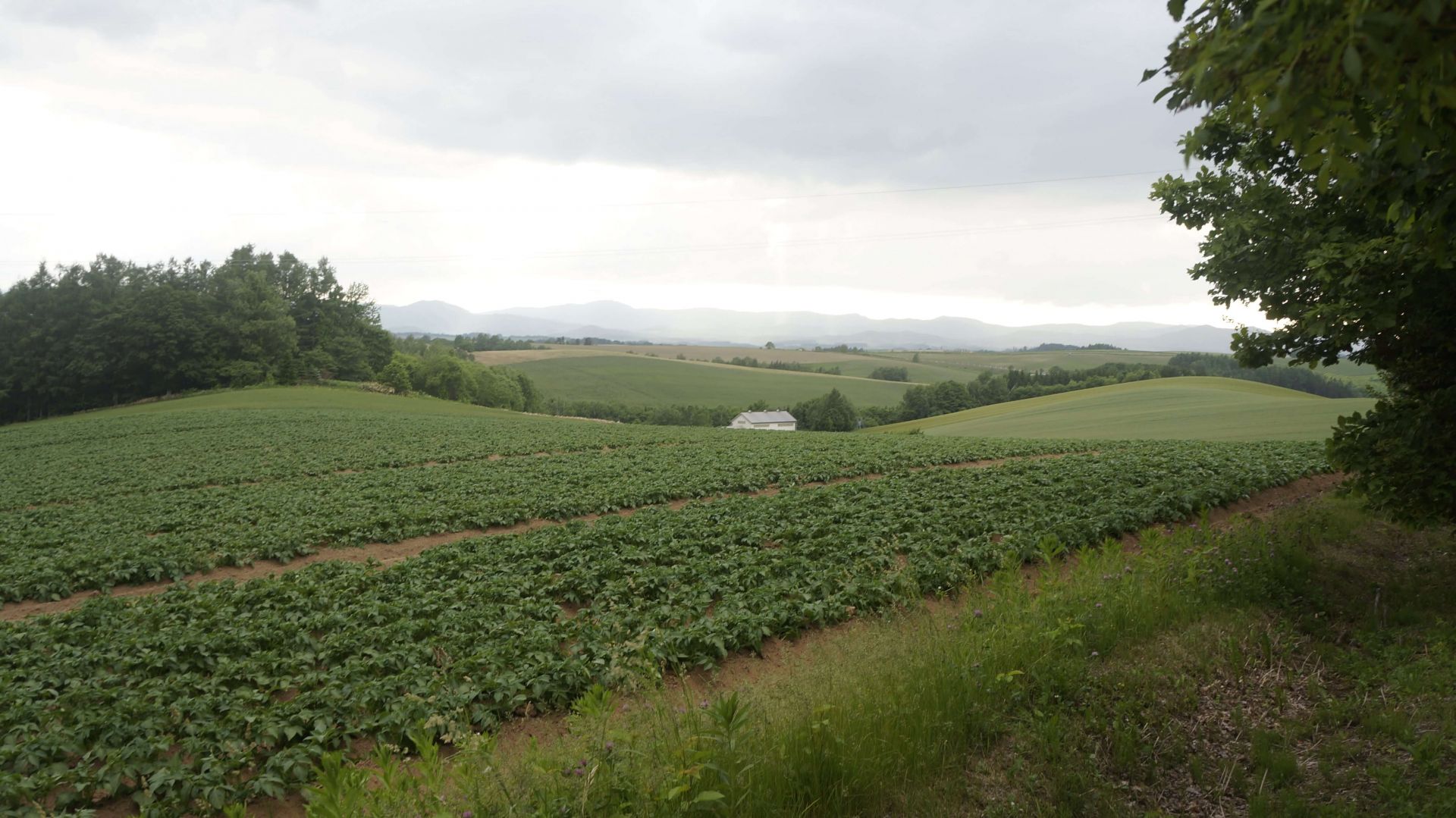 偏光墨鏡你不可以忽略的購買前的關鍵考慮因素！